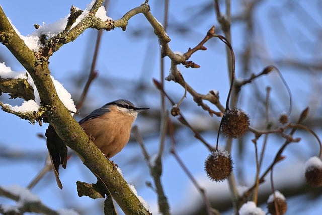 Бесплатно скачать птица поползень в зимнем парке бесплатное изображение для редактирования в GIMP бесплатный онлайн-редактор изображений