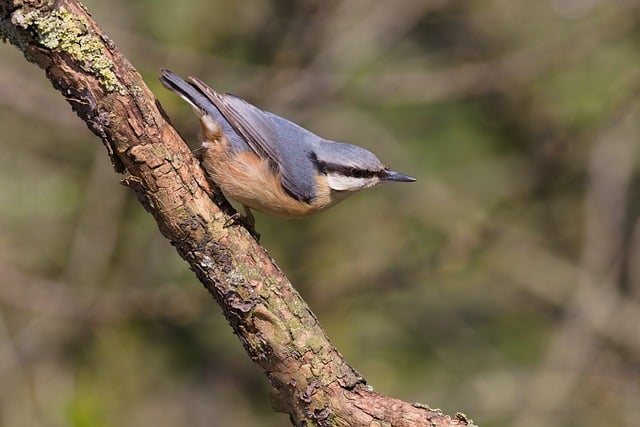 Free download bird nuthatch woods woodland free picture to be edited with GIMP free online image editor