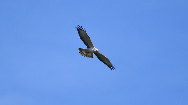 Unduh gratis Bird Of Prey Common Buzzard - foto atau gambar gratis untuk diedit dengan editor gambar online GIMP