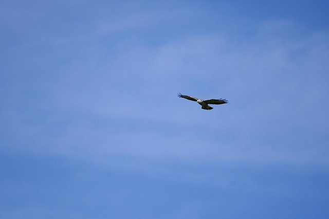 Free download Bird Of Prey Common Buzzard Flight -  free photo or picture to be edited with GIMP online image editor