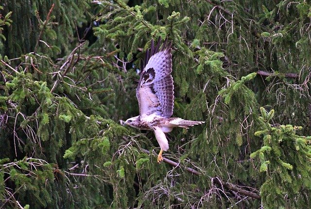 Gratis download Bird Of Prey Common Buzzard Flying - gratis foto of afbeelding om te bewerken met GIMP online afbeeldingseditor