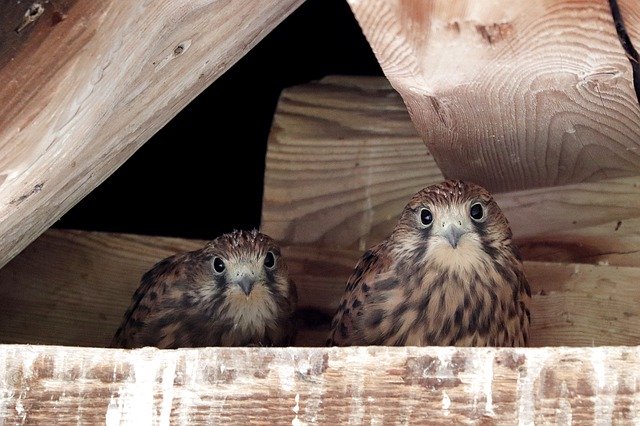 Free download Bird Of Prey Falcon Raptor Young -  free photo or picture to be edited with GIMP online image editor