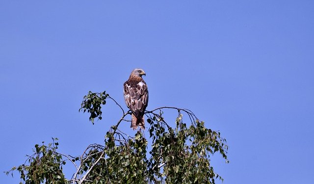 Unduh gratis Bird Of Prey Red Kite - foto atau gambar gratis untuk diedit dengan editor gambar online GIMP