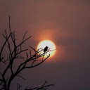 Bird on a high branch  screen for extension Chrome web store in OffiDocs Chromium