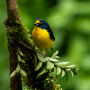 Bird on a small branch  screen for extension Chrome web store in OffiDocs Chromium