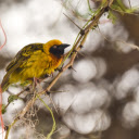 Bird on a thorny branch  screen for extension Chrome web store in OffiDocs Chromium