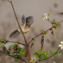Bird on a white flower tree  screen for extension Chrome web store in OffiDocs Chromium