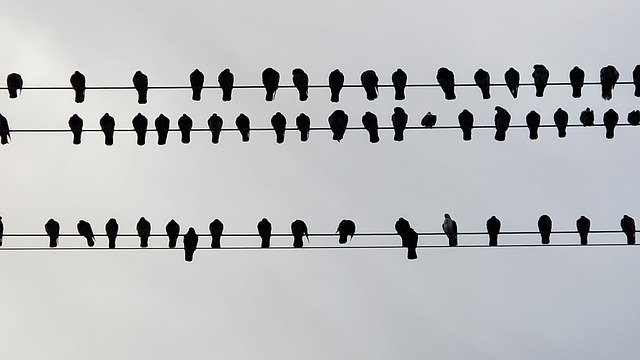 Descărcare gratuită Bird On A Wire Outdoor - fotografie sau imagini gratuite pentru a fi editate cu editorul de imagini online GIMP