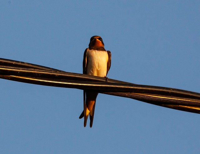 Free download Bird On A Wire Swift Swallow -  free photo or picture to be edited with GIMP online image editor