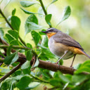 Bird on branch  screen for extension Chrome web store in OffiDocs Chromium
