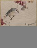 Free download Bird on Branch Watching Spider free photo or picture to be edited with GIMP online image editor