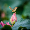 bird on lotus bud  screen for extension Chrome web store in OffiDocs Chromium
