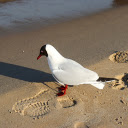 Bird on the Beach  screen for extension Chrome web store in OffiDocs Chromium