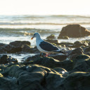 Bird on the beach rocks  screen for extension Chrome web store in OffiDocs Chromium