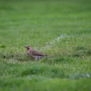 Bird on the green grass  screen for extension Chrome web store in OffiDocs Chromium