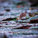 Bird on the lake  screen for extension Chrome web store in OffiDocs Chromium