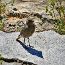 Bird on the Rock  screen for extension Chrome web store in OffiDocs Chromium