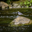 Bird on the stream  screen for extension Chrome web store in OffiDocs Chromium