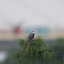 Bird on top of the tree  screen for extension Chrome web store in OffiDocs Chromium