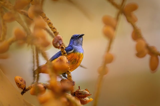 Free download bird orange bellied flowerpecker free picture to be edited with GIMP free online image editor