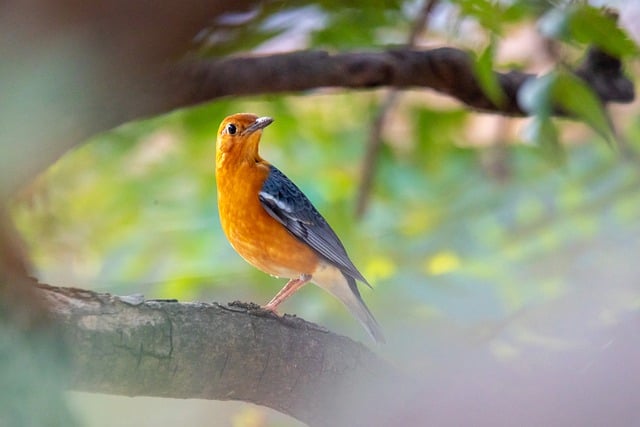 GIMPで編集できる鳥のオレンジ色の頭のツグミ野生動物の無料画像を無料でダウンロード無料のオンライン画像エディター