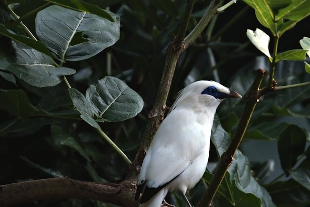 Free download bird ornithology bali myna species free picture to be edited with GIMP free online image editor