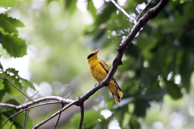 Free download bird ornithology black naped oriole free picture to be edited with GIMP free online image editor