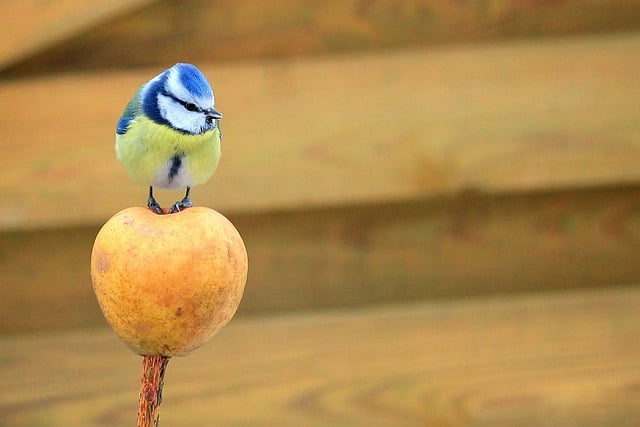 Free download bird ornithology blue tit apple free picture to be edited with GIMP free online image editor