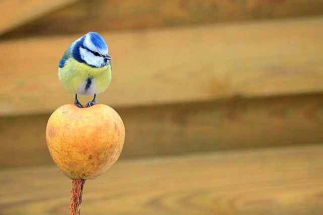 ดาวน์โหลดฟรีนกปักษีวิทยา blue tit apple ฟรีเพื่อแก้ไขด้วย GIMP โปรแกรมแก้ไขรูปภาพออนไลน์ฟรี