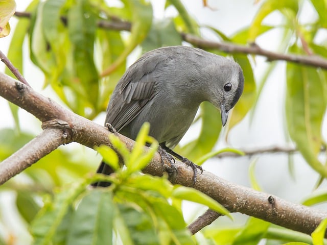 Free download bird ornithology catbird species free picture to be edited with GIMP free online image editor