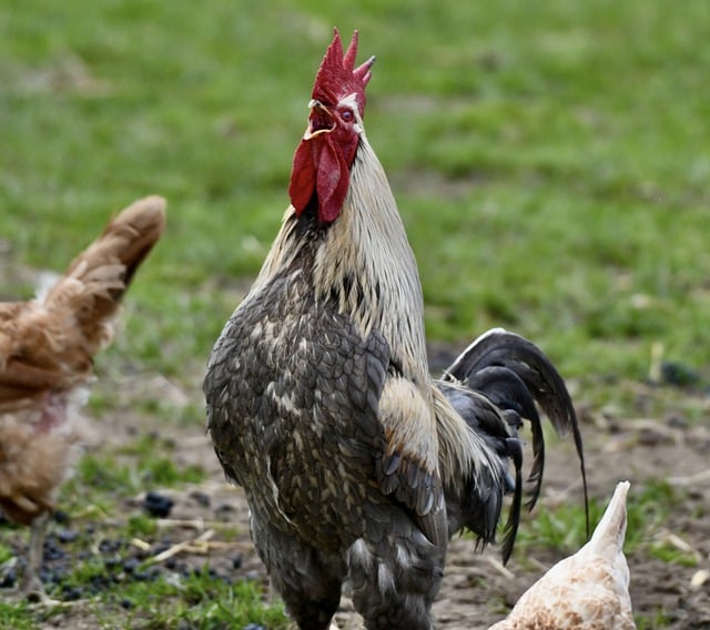 Free download bird ornithology chicken species free picture to be edited with GIMP free online image editor