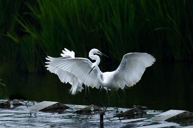 Free download bird ornithology common heron free picture to be edited with GIMP free online image editor