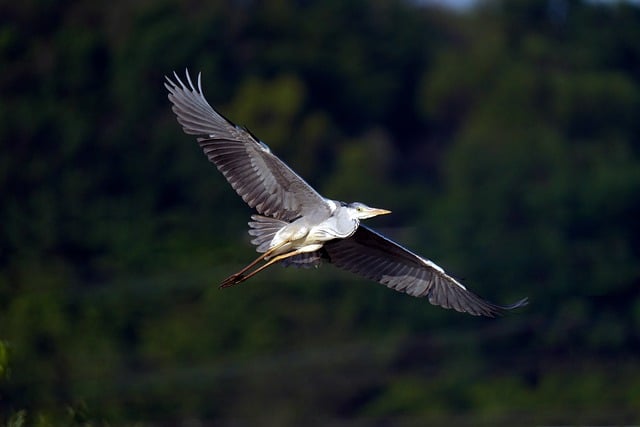 Free download bird ornithology common heron wings free picture to be edited with GIMP free online image editor