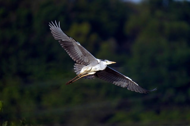 Gratis download vogel ornithologie gewone reiger vleugels gratis foto om te bewerken met GIMP gratis online afbeeldingseditor