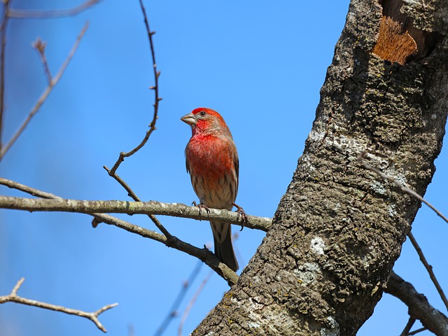 Muat turun percuma ornitologi burung gambar percuma rosefinch biasa untuk diedit dengan editor imej dalam talian percuma GIMP