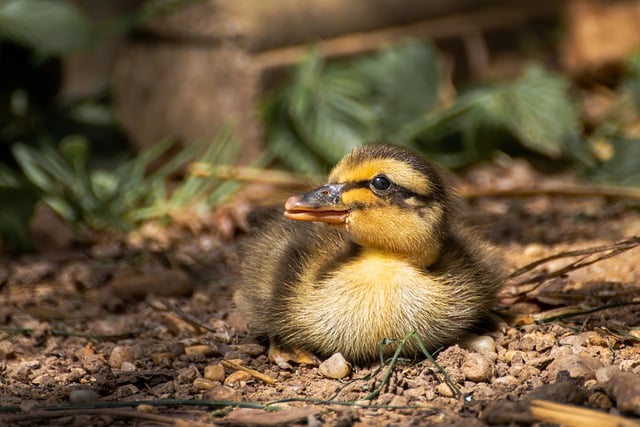 Free download bird ornithology duck ducklings free picture to be edited with GIMP free online image editor