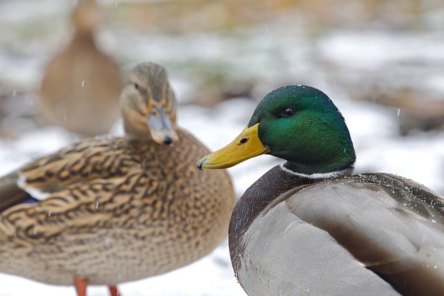 Téléchargement gratuit d'une image gratuite de canards colverts d'ornithologie d'oiseaux à modifier avec l'éditeur d'images en ligne gratuit GIMP