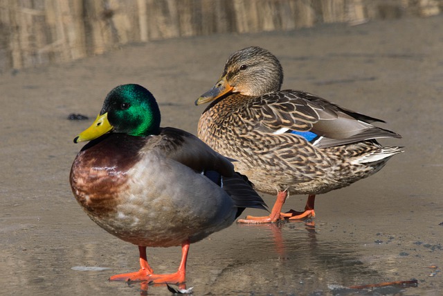 Free download bird ornithology ducks species free picture to be edited with GIMP free online image editor