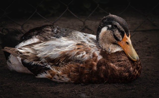 Free download bird ornithology duck wild species free picture to be edited with GIMP free online image editor