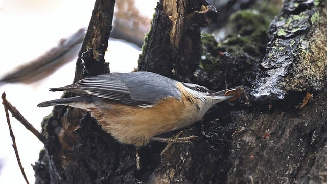 Free download bird ornithology eurasian nuthatch free picture to be edited with GIMP free online image editor