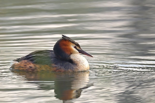 Free download bird ornithology great crested grebe free picture to be edited with GIMP free online image editor