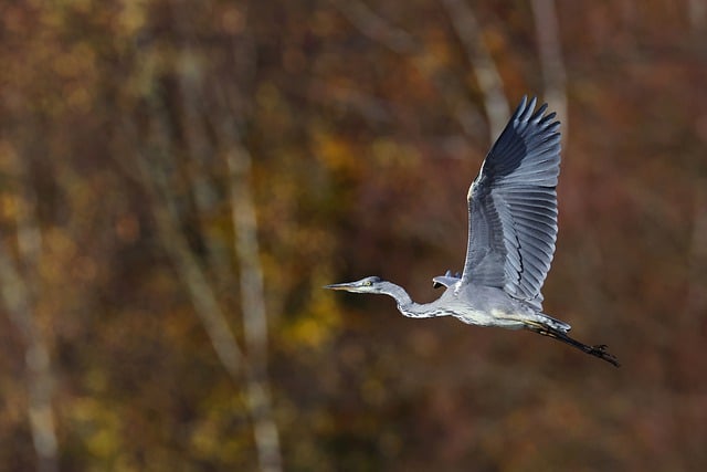 Free download bird ornithology grey heron species free picture to be edited with GIMP free online image editor