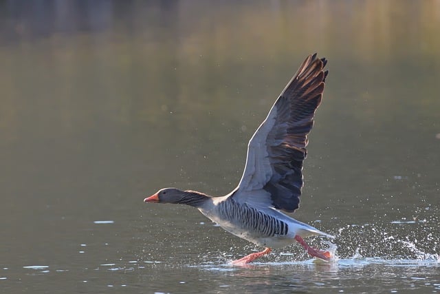 Free download bird ornithology greylag goose lake free picture to be edited with GIMP free online image editor