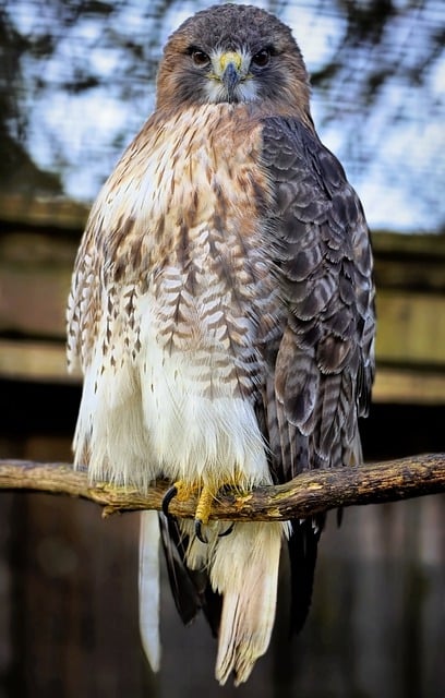 Free download bird ornithology hawk free picture to be edited with GIMP free online image editor