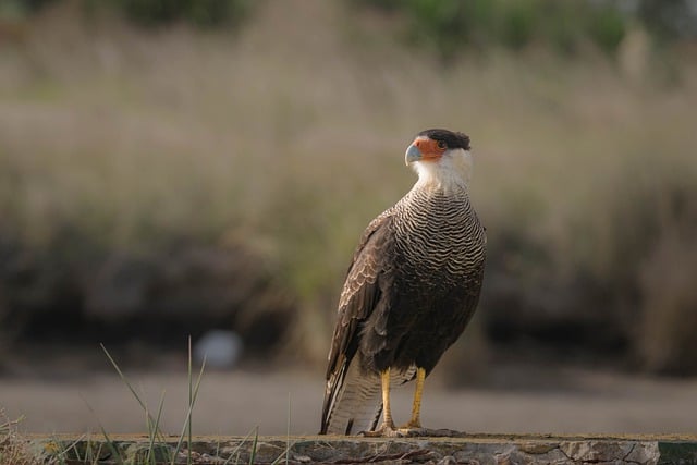 Free download bird ornithology hawk species free picture to be edited with GIMP free online image editor