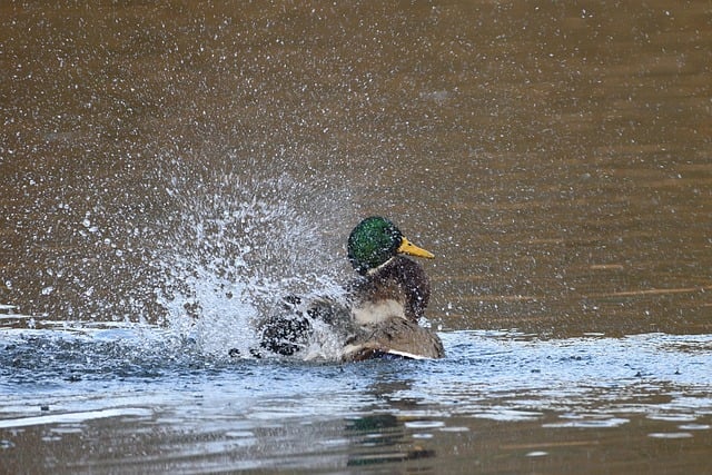 Free download bird ornithology mallard species free picture to be edited with GIMP free online image editor