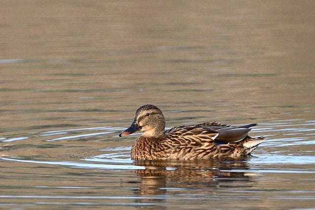 Free download bird ornithology mallard water bird free picture to be edited with GIMP free online image editor