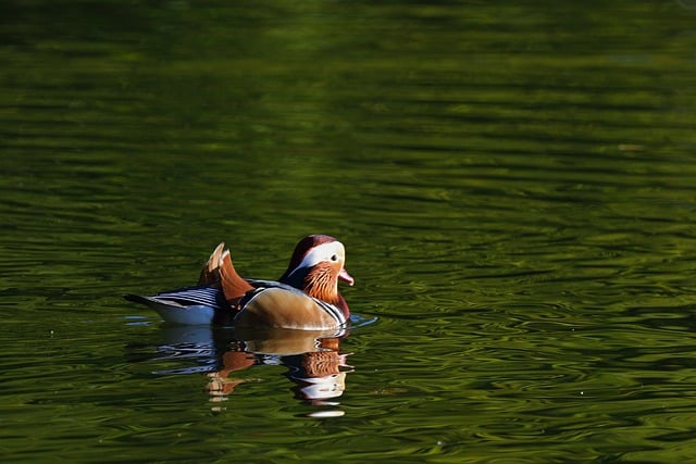 Free download bird ornithology mandarin duck free picture to be edited with GIMP free online image editor