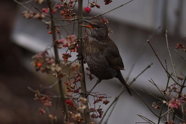 Free download bird ornithology nature species free picture to be edited with GIMP free online image editor