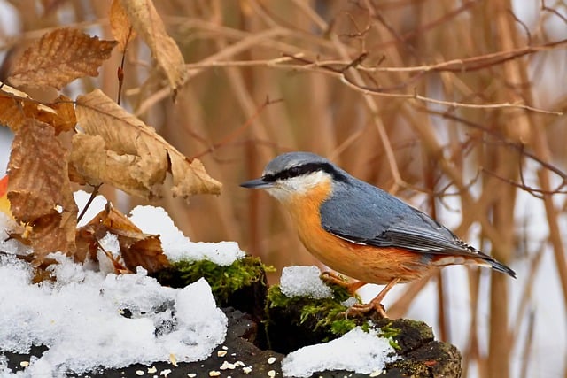 Free download bird ornithology nuthatch free picture to be edited with GIMP free online image editor